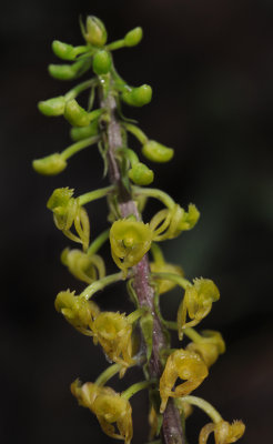 Malaxis seychellarum. Close-up