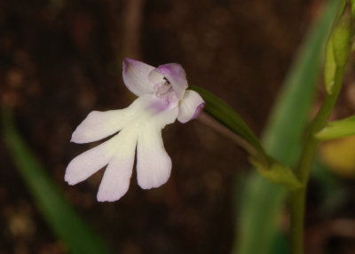 Cynorkis fastigiata. Close-up.