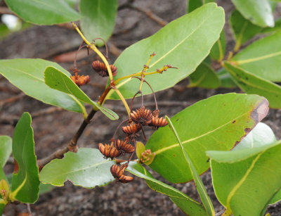 Medusagyne oppositifolia. Closer.