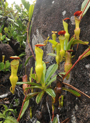 Nepenthes pervillei. Aerial rosettes.