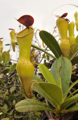 Nepenthes pervillei. Upper pitcher