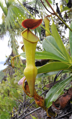 Nepenthes pervillei. Upper pitcher.