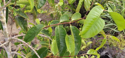 Syzygium wrightii. Odd variety. Branch.