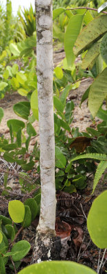 Syzygium wrightii. Odd variety. Bark.
