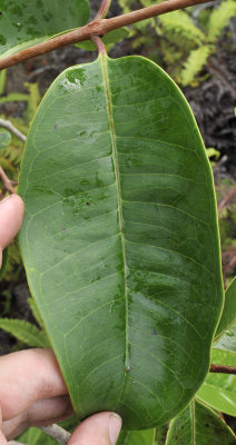 Syzygium wrightii. Odd variety. leaf.