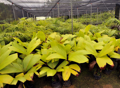 Native palms at the Biodiversity Centre