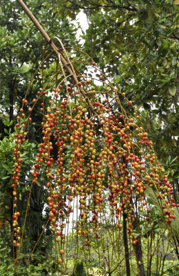Nephrosperma van-houtteanum fruits.