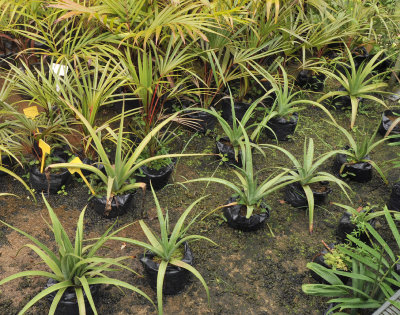 Plants from La Reunion at the Biodiversity Center.