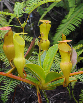 Nepenthes pervillei.