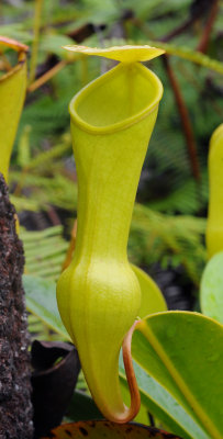 Nepenthes pervillei. Upper pitcher.
