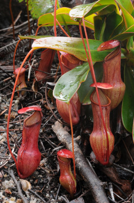 Nepenthes pervillei. Lower pitchers.