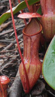 Nepenthes pervillei. Lower pitcher.