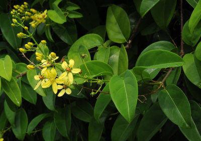 Tristellateia australasiae