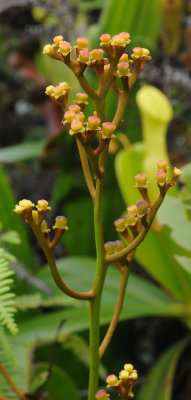 Nepenthes pervillei. Female inflorescense. Closer.jpg