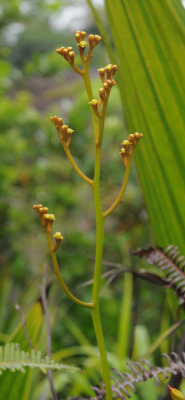 Nepenthes pervillei. Female inflorescense.jpg