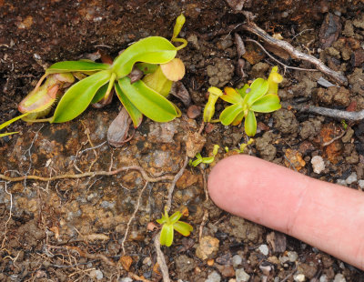 Nepenthes pervillei. Seedlings with finger.jpg