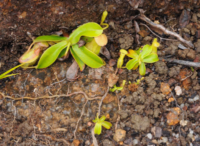 Nepenthes pervillei. Seedlings.jpg