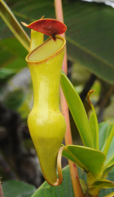 Nepenthes pervillei. Upper pitcher.jpg