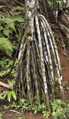 Verschaffeltia splendida. Stilt roots.