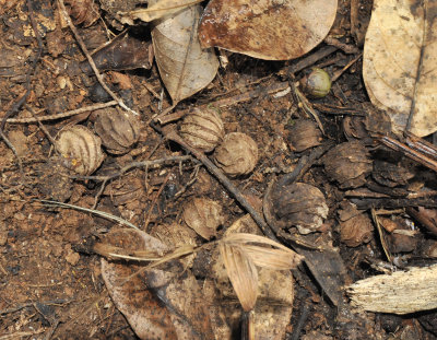 Verschaffeltia splendida. Typical ridged seeds.