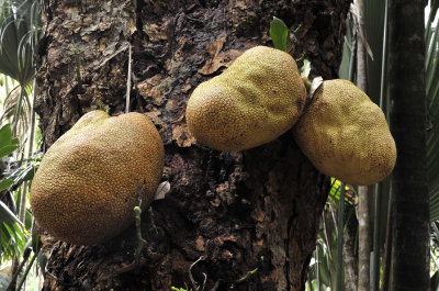 Atrocarpus heterifolius