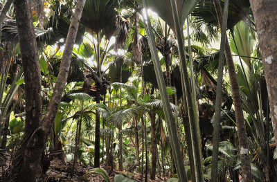 Vallee de Mai.