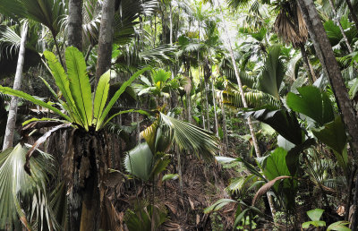 Asplenium nidus in Vallee de Mai.