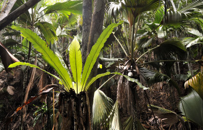 Asplenium nidus in Vallee de Mai.