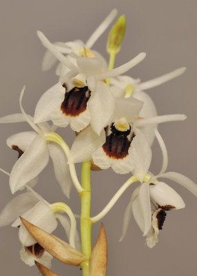 Coelogyne pulchella. Closer.