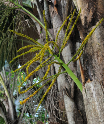 Phoenicophorium borsigianum. Inflorescense.