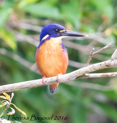 azure kingfisher3.jpg