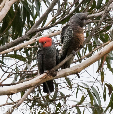 Gang-Gang Cockatoo - Barren Grounds, NSW