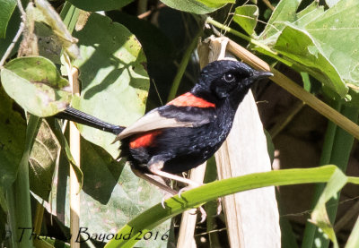 Red-backed Fairywren - Danbulla, QLD