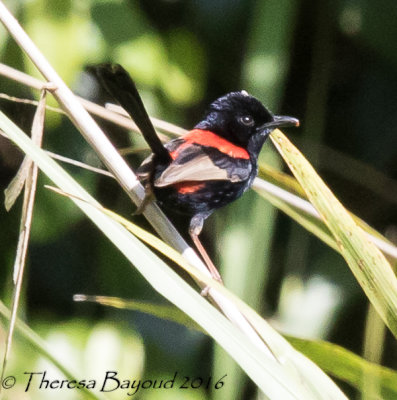 Red-backed Fairywren - Danbulla, QLD