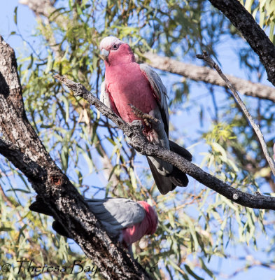Galah - Mt. Carbine, QLD (Kingfisher Lodge)