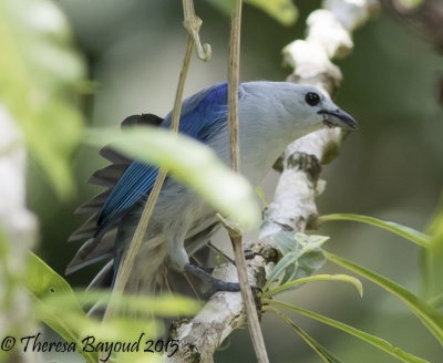 bg tanager-big.jpg