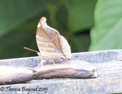 big leafwing-big.jpg