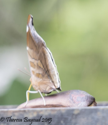big leafwing2-big.jpg