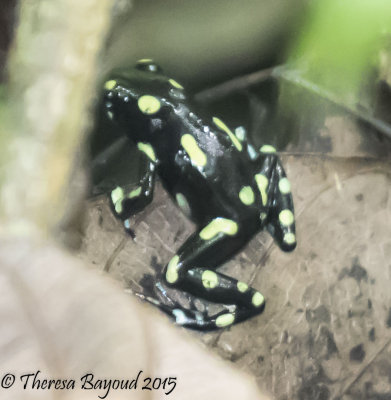 black green frog2-big.jpg