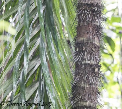 black palm-big.jpg