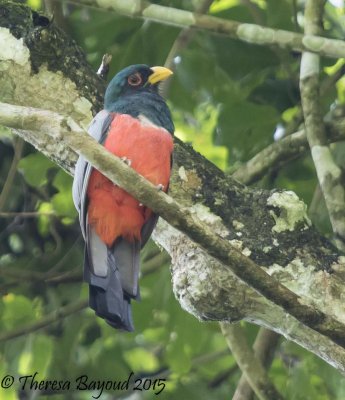 black-tailed trogon-big.jpg
