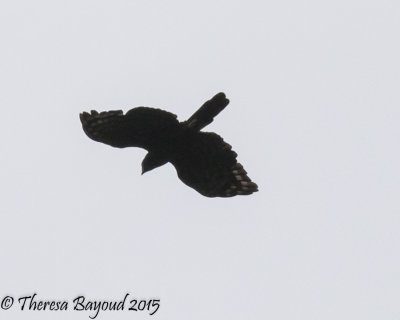 blk hawk eagle-big.jpg