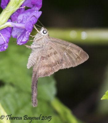 brown skipper-big.jpg