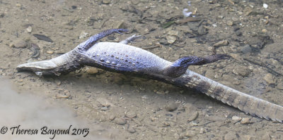 caiman-big.jpg