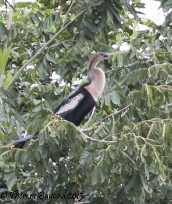 darien anhinga-big.jpg