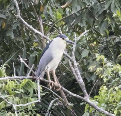 darien blk crown-big.jpg