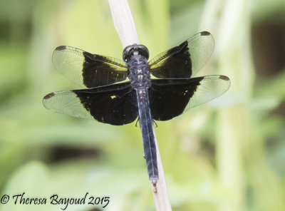 darien dragon black-big.jpg