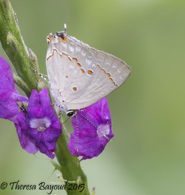darien hairstreak-big.jpg