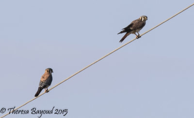 darien kestrels-big.jpg