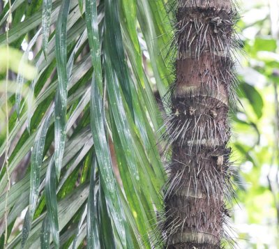 darien palm.jpg